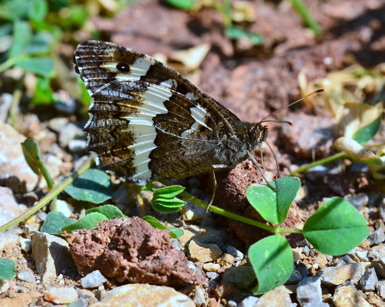 Il Velebit e le sue farfalle